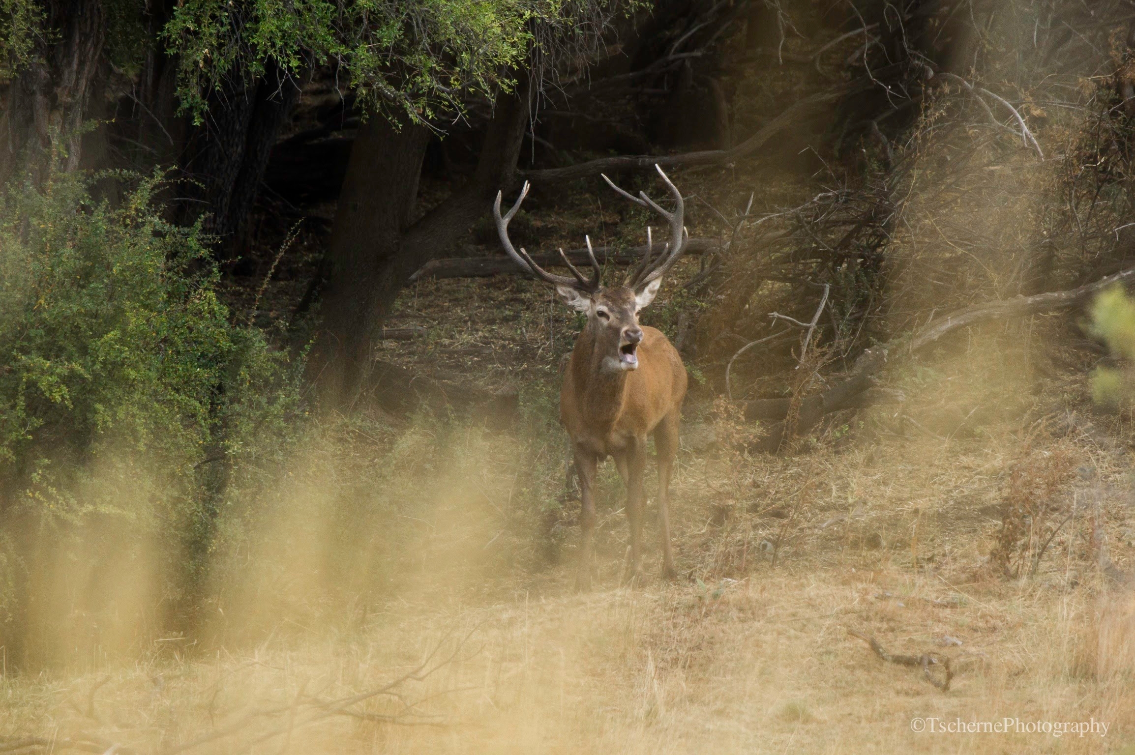 Red Stag