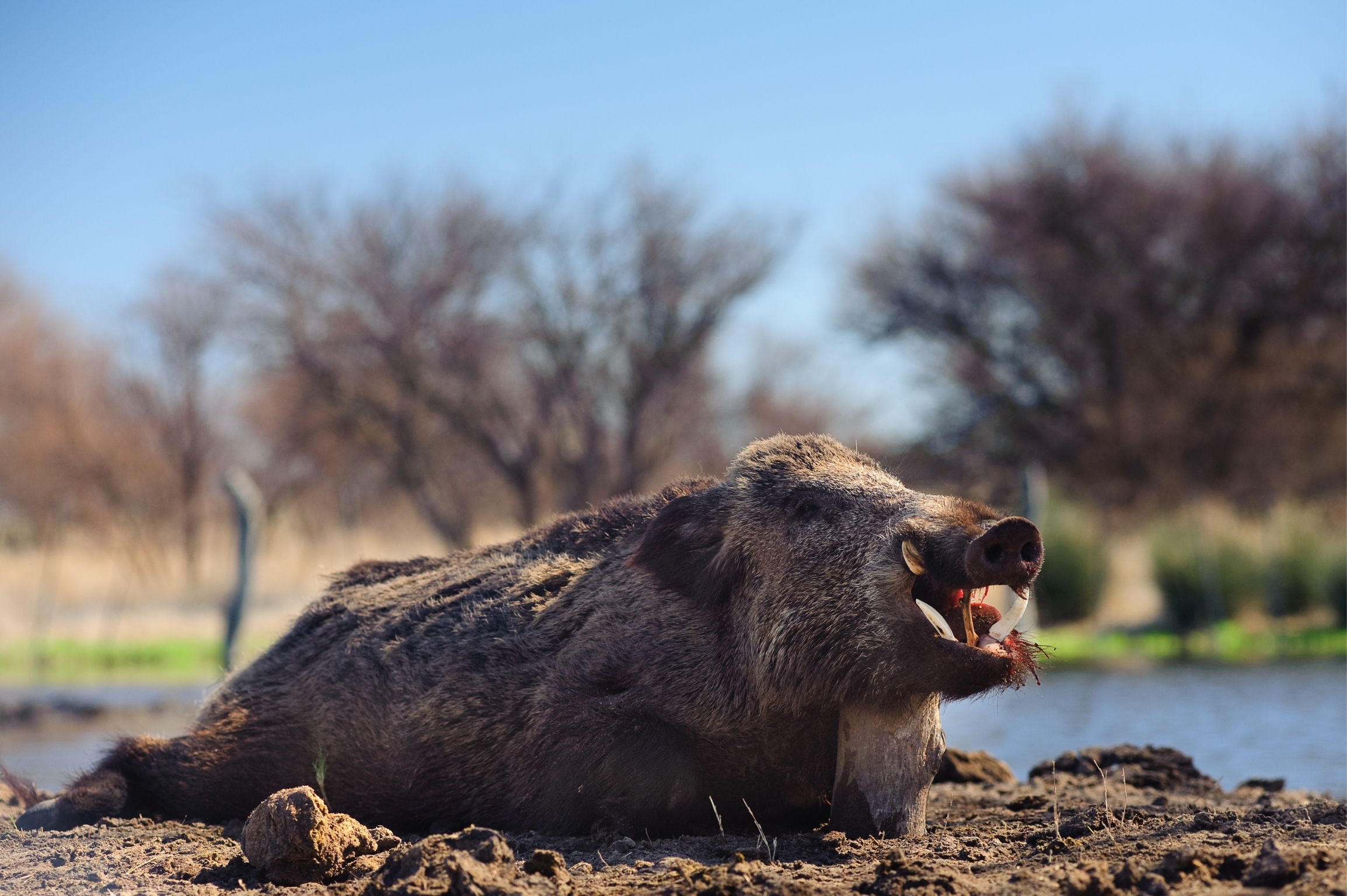Russian Boar
