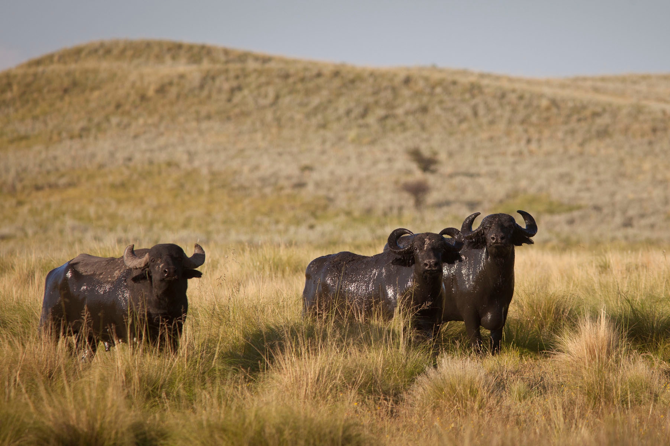 Water buffalo