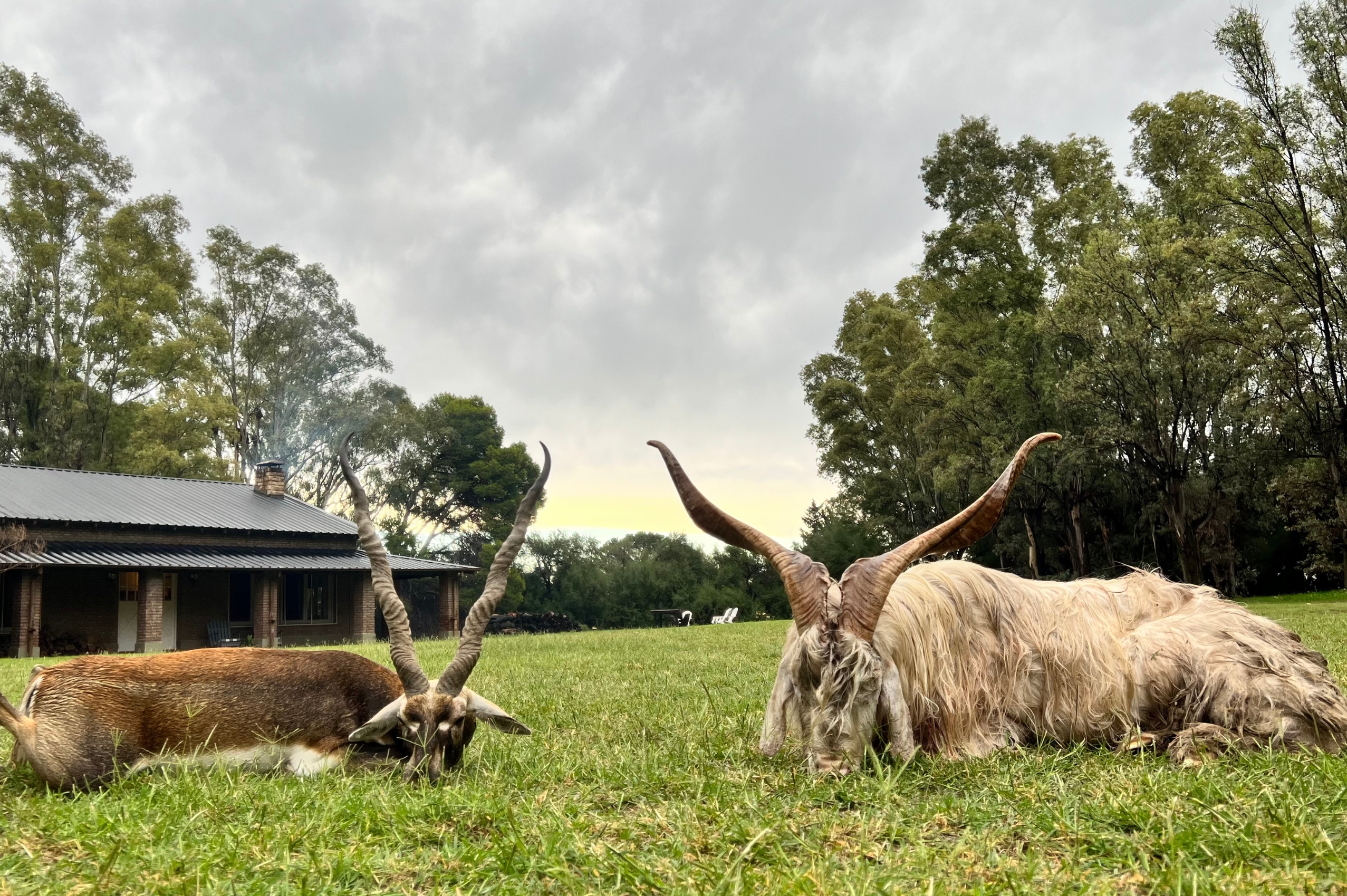 Mufflon and Goat
