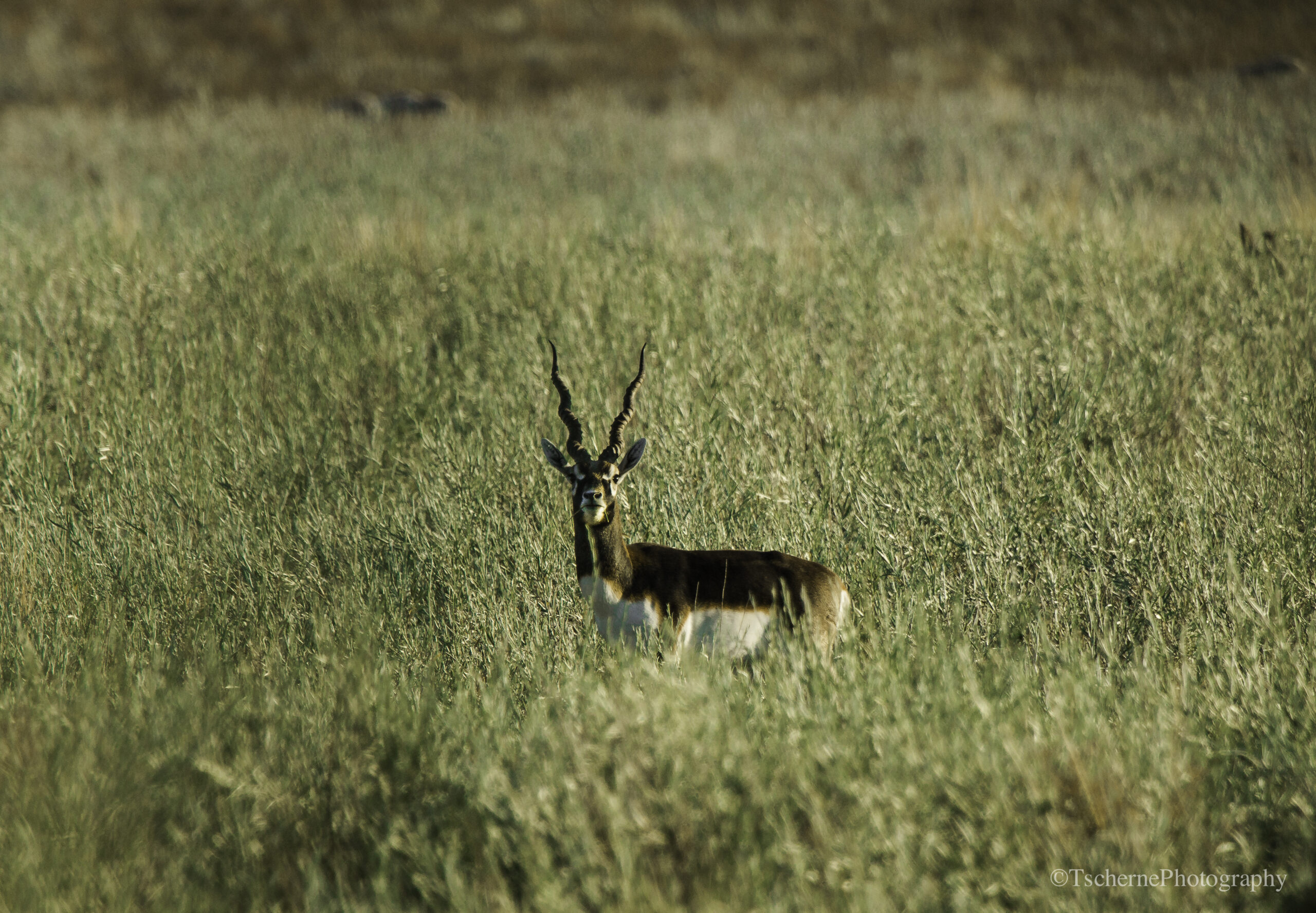 Blackbuck antelope