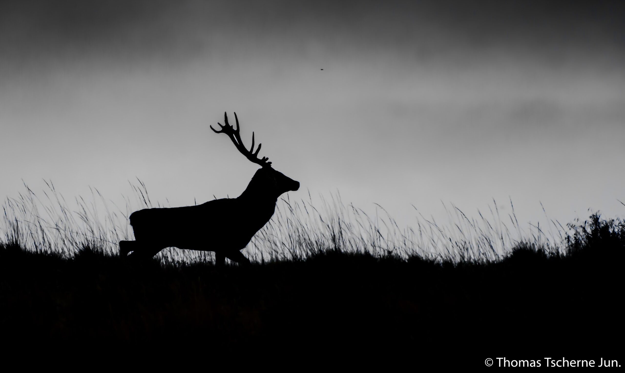 Red stag black and white