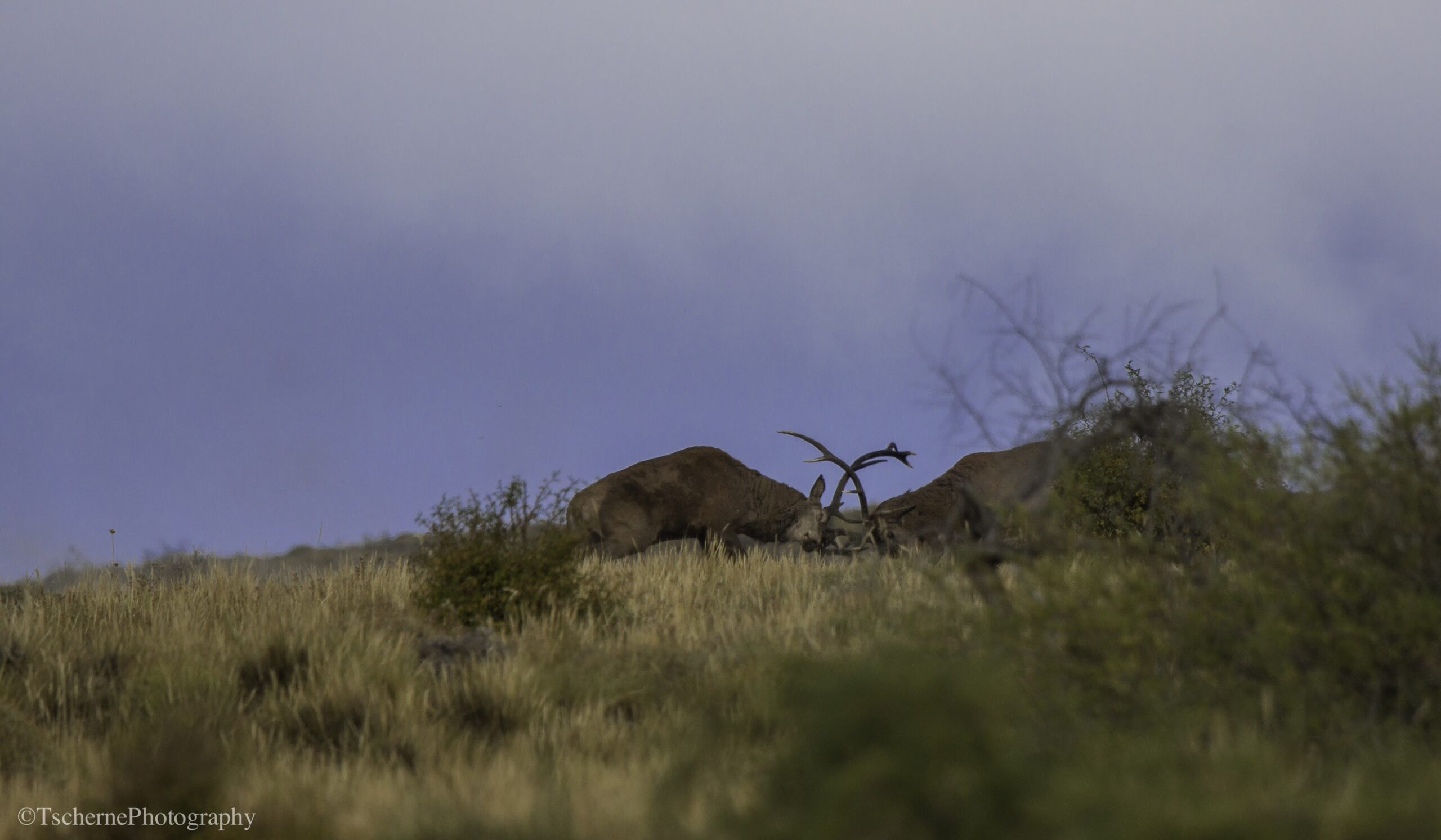 Red stag